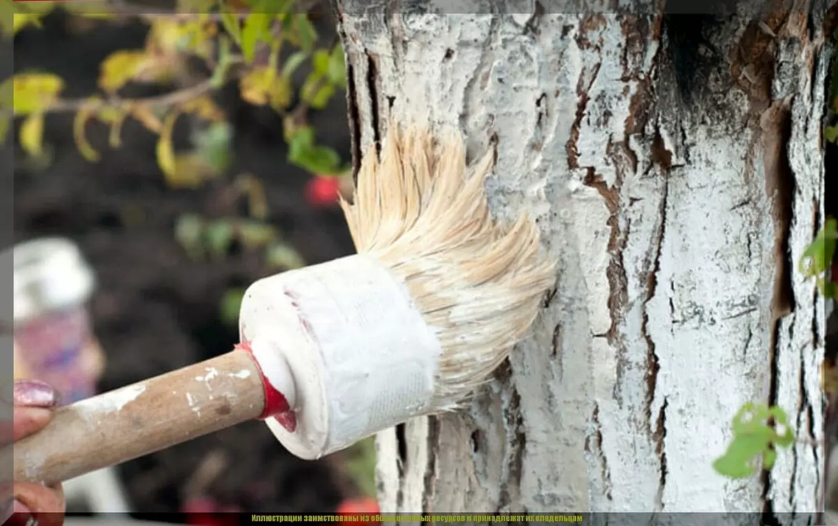 Как правильно белить деревья: секреты идеальной побелки для здорового сада