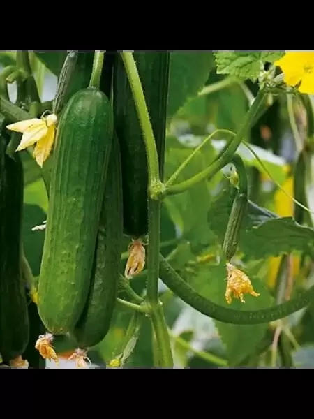 Огурец Пикас: идеальный выбор для современных огородников