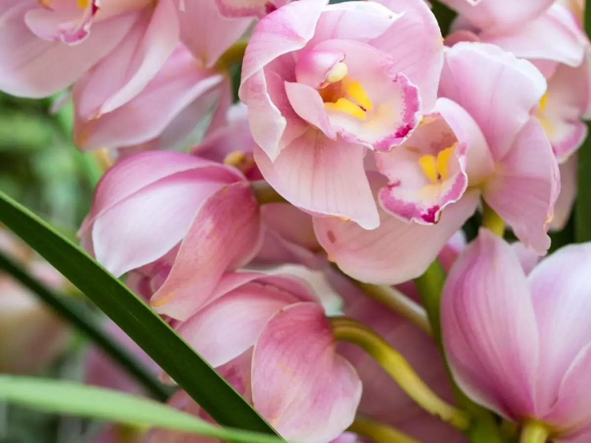 Как растения используют ароматы для выживания и привлечение опылителей