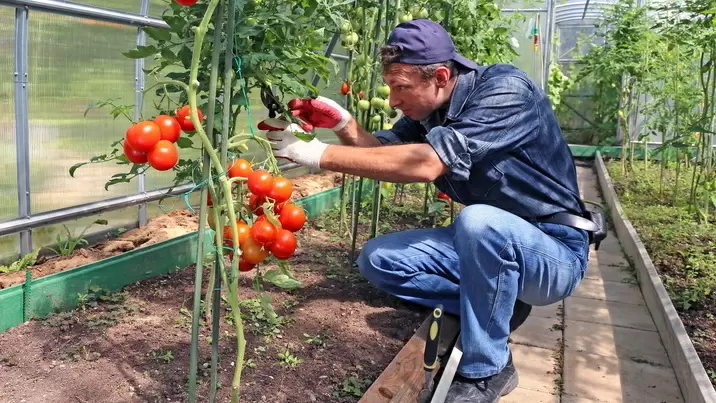 Как выбрать качественные ранние томаты: систематизированный подход к отбору сортов