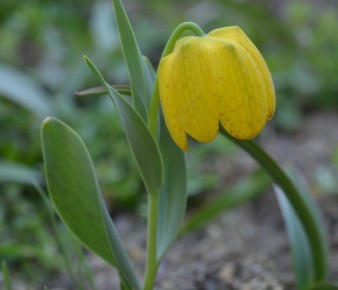 Рябчики: Как вырастить красоту осеннего сада и сохранить их на зиму?