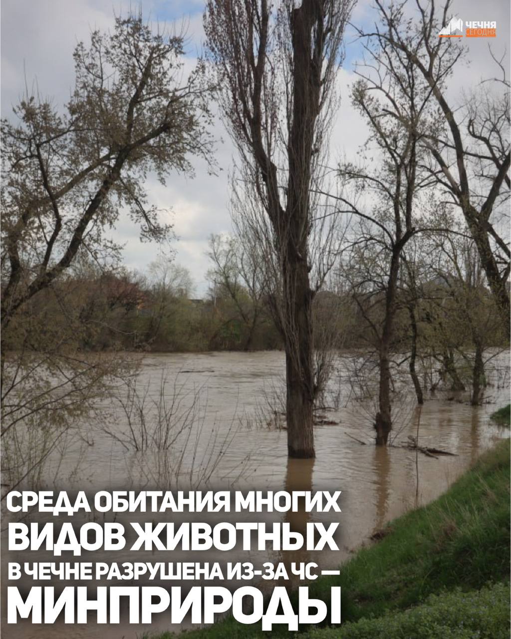 Аномальные дожди, обрушившиеся на Чеченскую Республику, привели не только к подтоплениям и разрушению инфраструктуры, но и оказали негативное воздействие на природную среду региона