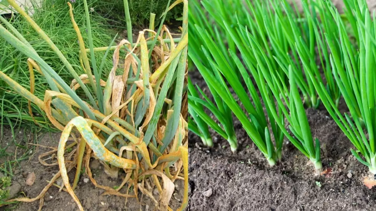 Удивительные результаты весенней подкормки лука: как нашатырь стал настоящим помощником агрономов
