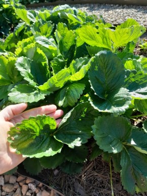 Причины гибели клубники: что нужно знать садоводам