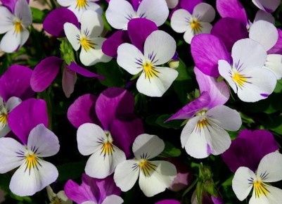 ��� ��������� ������ ��������: ���� ����� ��� �������?