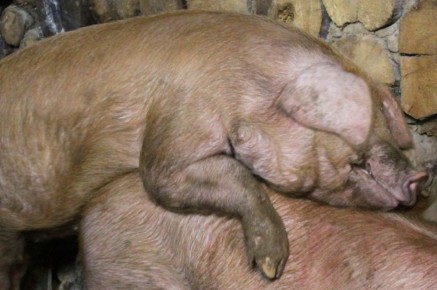 ���������� �����-�������������: ������ � ������������