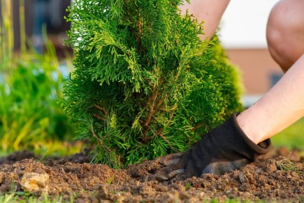 Как правильно подкормить туи весной для их здоровья и красоты