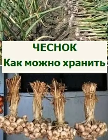 Секреты хранения чеснока: как сохранить вкус и полезные свойства