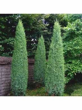 ������������ ��������: ��� ������� ����� ��� � ������ ������