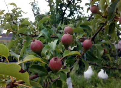 ��� ��������� ������� ���������: ������ �� ������������� �������� ����