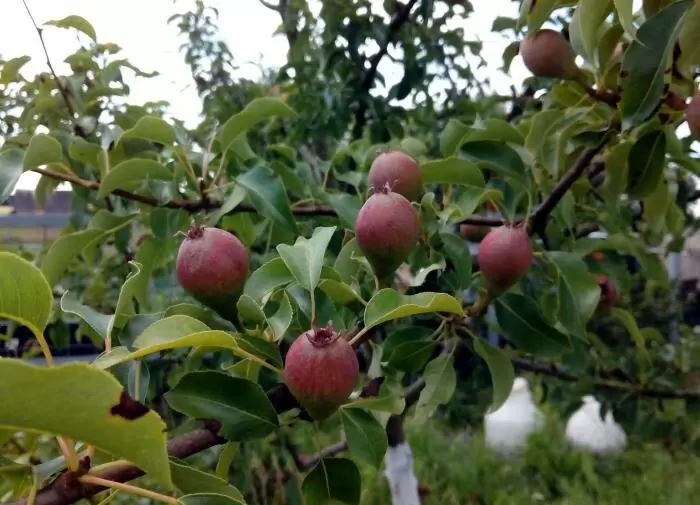 Как сохранить деревья здоровыми: советы по использовании садового вара