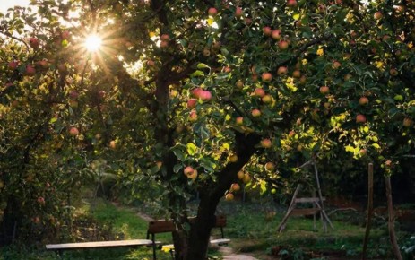 Весенние секреты садоводов: как избавиться от вредителей до осени