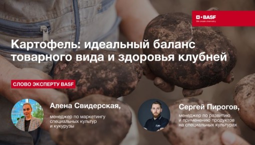Как защитить картофель от альтернариоза и получить высокий урожай