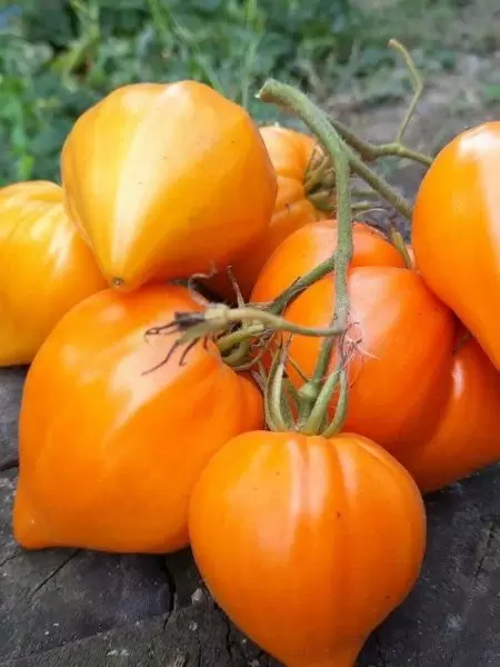 Томат Сердце Любы: сладкое чудо с огорода для истинных гурманов