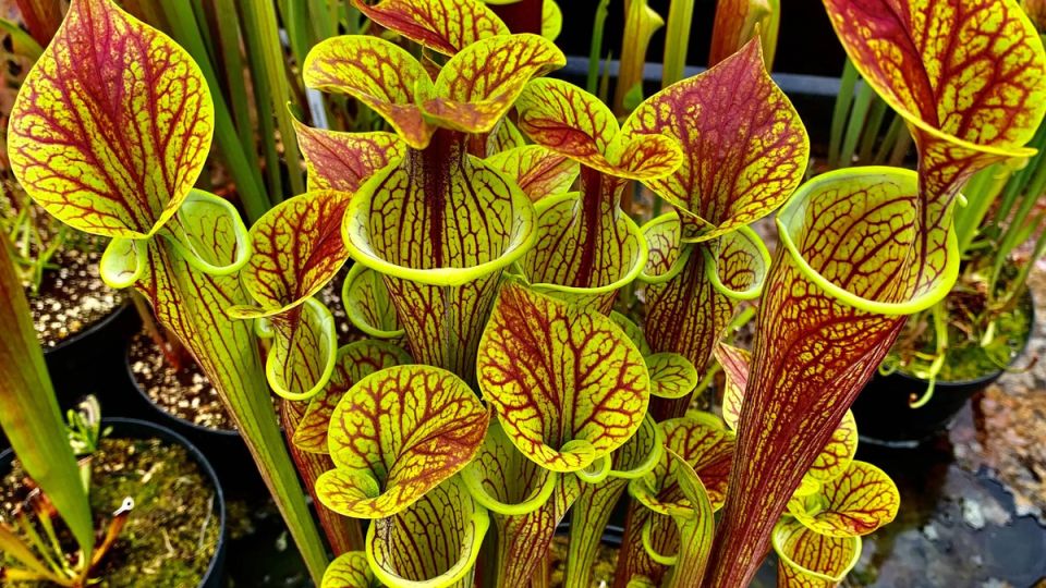 ��� ����������� ������ �������� � ����: ��� ������� �������