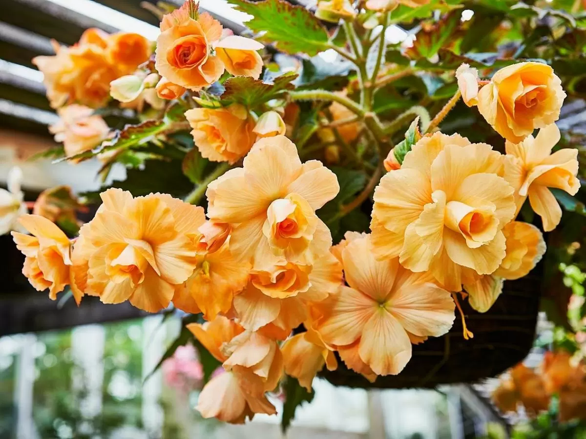 Загадочные бегонии нового поколения: откройте для себя уникальные сорта и их секреты