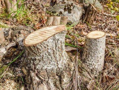 ��� ���������� �� ������������ ��� ��� ������ ������