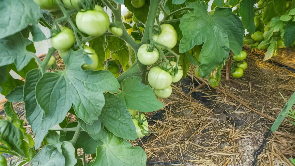 Как сохранить свои томаты в жару: проверенный способ дачницы Веры