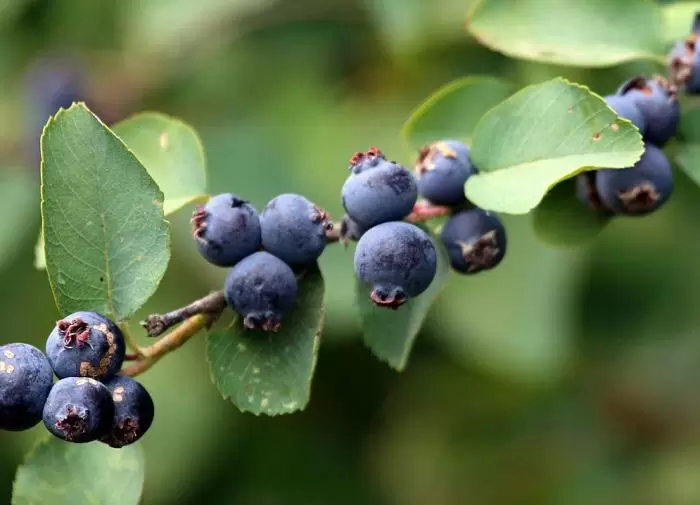 Ирга в вашем саду: как выбрать идеальный сорт для вашего участка