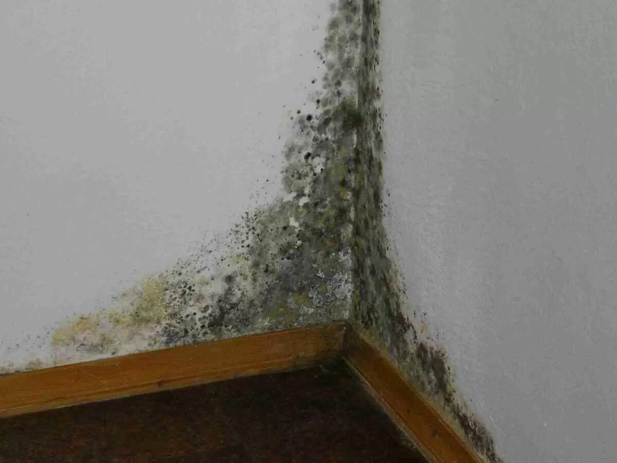 Как избавиться от плесени в загородном доме: практическое руководство на весну