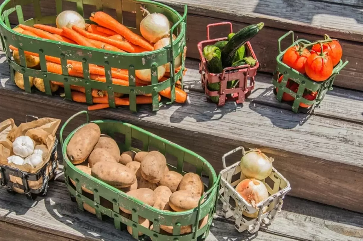 Осенний урожай: как правильно собрать и сохранить богатства огорода