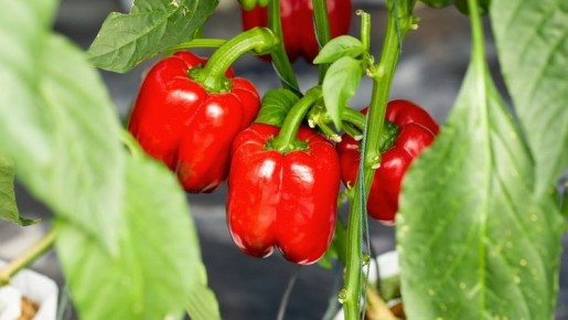 ������� ��������� ����������� �������� �����: 7 ������, ������� ����� ��������