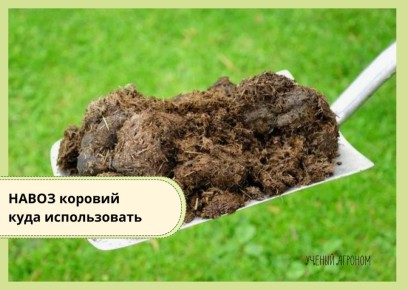 ������� �����: ����� � ���� �������, ����� �� ��������� ���������