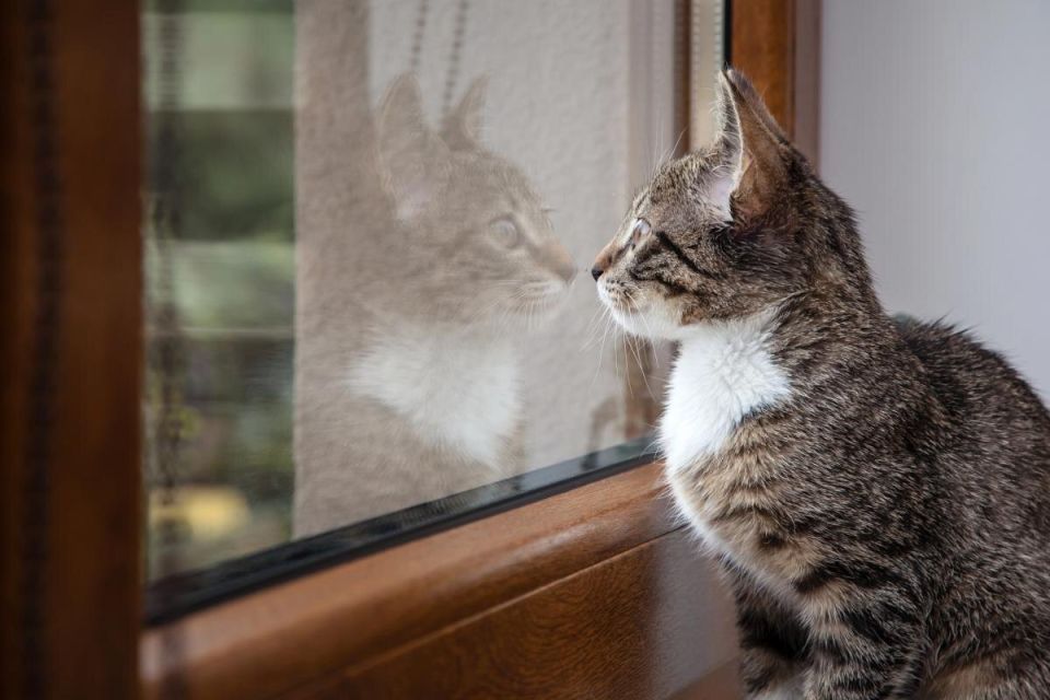 ������� ��������: ��� ���� �������� ������