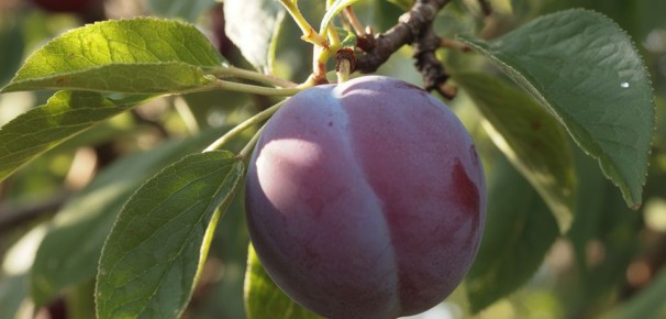 ��� ���������� � ��������� ���������� �����: ������� ��������� �����������