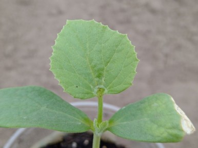 ����� ������ ����: ������ �� ��������