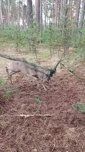 ������ �������� ��������� � ��� �� ��������