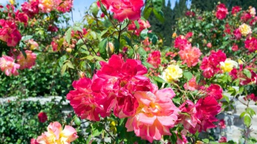 ��� ����� �������� ������� ����: ������������ �����������