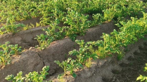 ��� ��������� �������� ����������� ����������� � ������ ��������: ������� �������� ������������