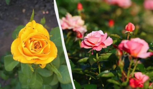 ��� ������ ���� �� �������: ����������� ������ ������ � �����������