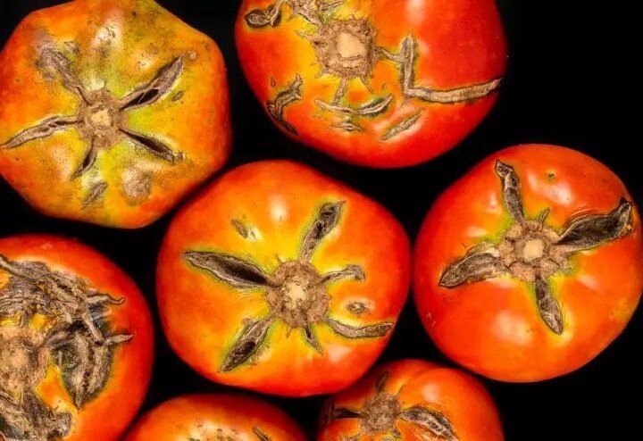Трескающиеся томаты: причины проблемы и советы по решению