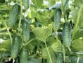 Как вырастить огурцы в открытом грунте: пошаговое руководство для отличного урожая