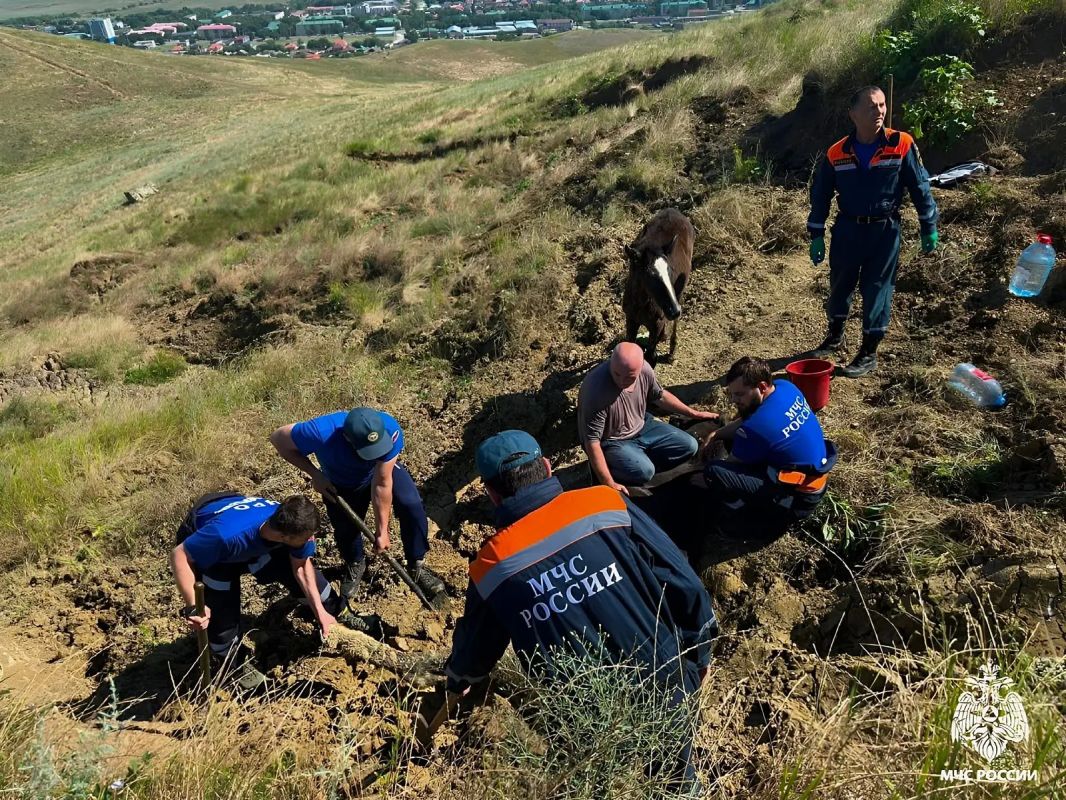 На окраине Грозного спасли увязшую в липкой грязи лошадь