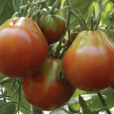 Томат Черная принцесса: яркие плоды и насыщенный вкус вашей теплицы