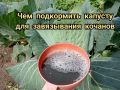 Как вырастить плотные и крупные кочаны капусты с помощью натуральных удобрений