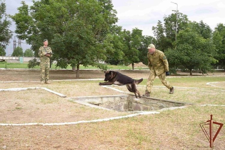 В грозненском соединении Росгвардии завершилась сертификация служебных собак В грозненском соединении Росгвардии завершилась сертификация служебных собак