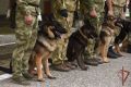 В грозненском соединении Росгвардии завершилась сертификация служебных собак