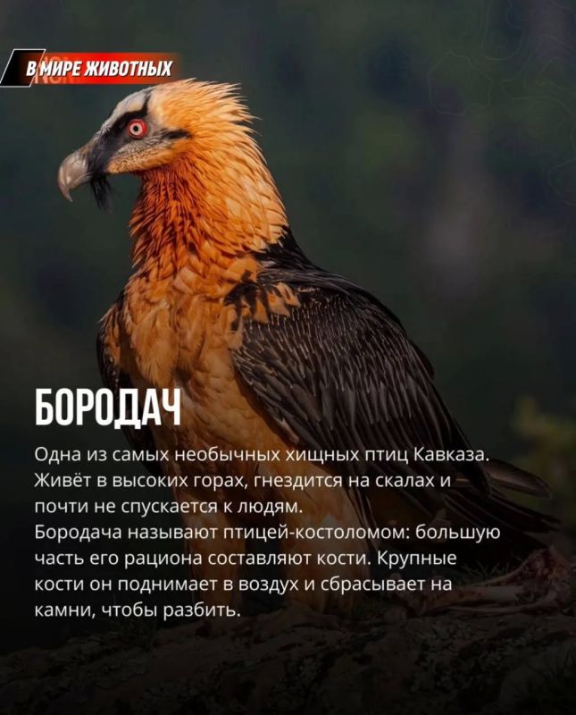 Животные, обитающие в дикой природе Кавказа Животные, обитающие в дикой природе Кавказа