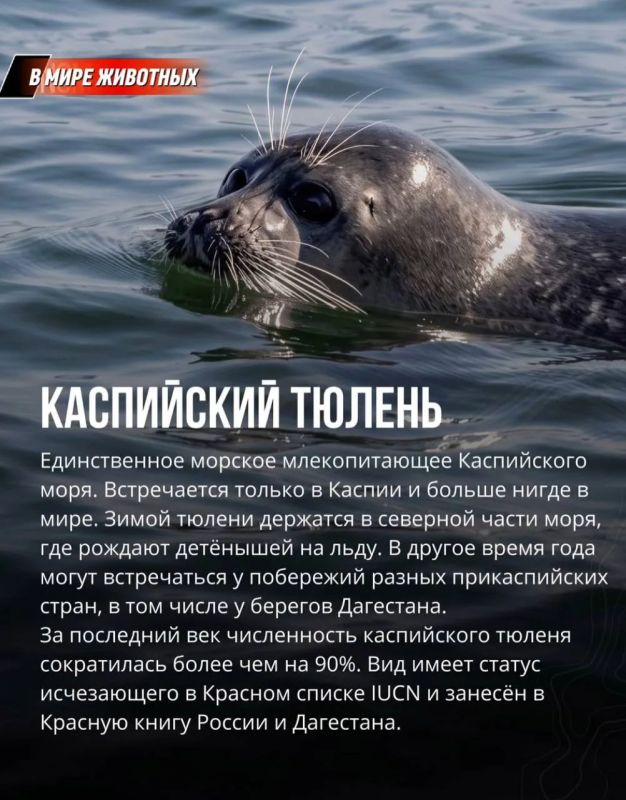Животные, обитающие в дикой природе Кавказа Животные, обитающие в дикой природе Кавказа