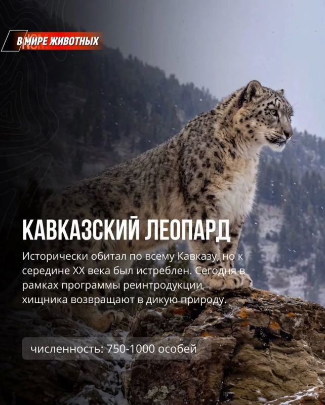 Животные, обитающие в дикой природе Кавказа Животные, обитающие в дикой природе Кавказа