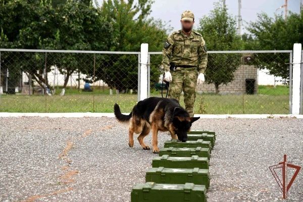В грозненском соединении Росгвардии завершилась сертификация служебных собак В грозненском соединении Росгвардии завершилась сертификация служебных собак