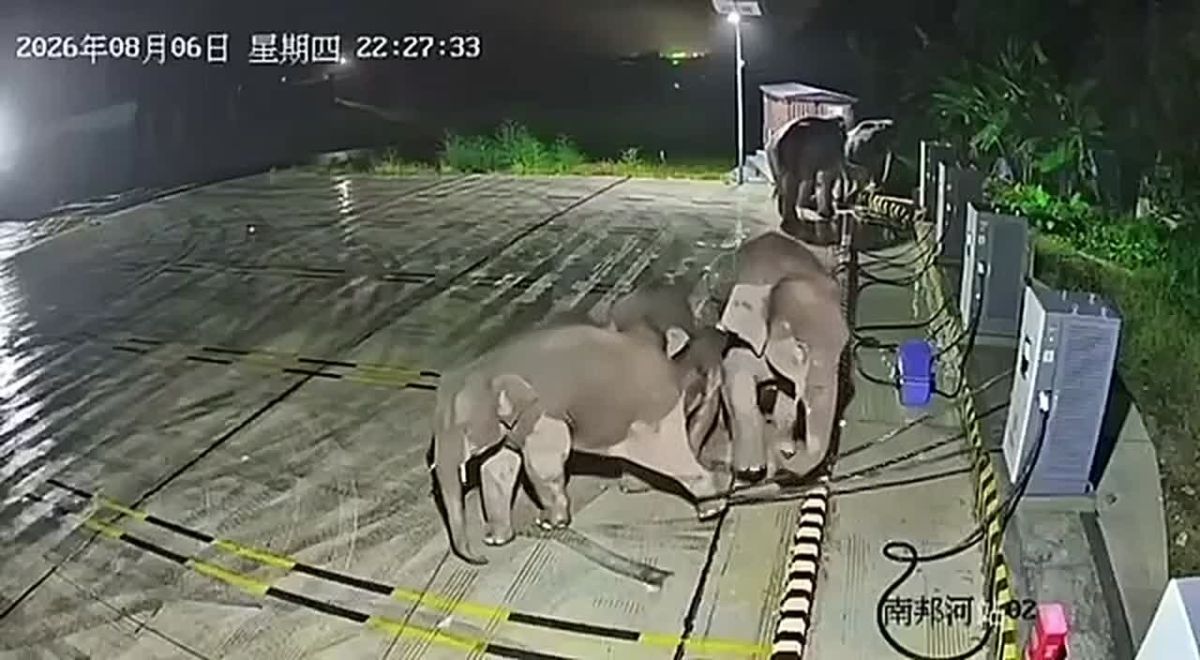 На юге Китая маленький слоннок запутался в кабеле зарядного устройства для электромобиля, из-за чего его мать-слониха снесла зарядную станцию