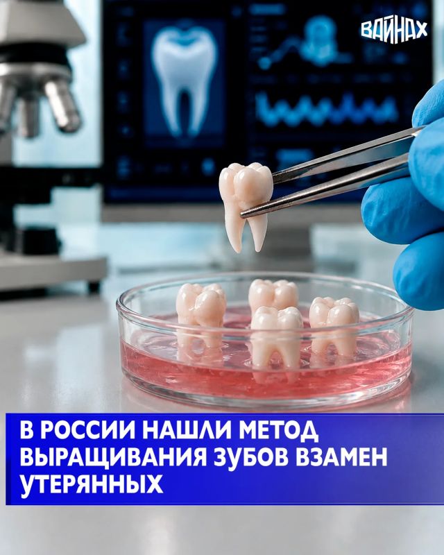 Ученые Российского университета медицины Минздрава РФ научились получать стволовые клетки из молочных зубов, это может стать фундаментом для технологии выращивания зубов для их дальнейшей пересадки