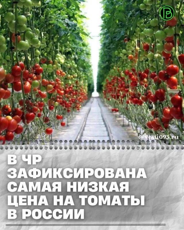 Средняя цена за килограмм помидоров в России в июле опустилась ниже 200 рублей, следует из данных Росстата, которые приводит РИА Новости