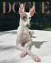 Vogue объявил победителя конкурса Dogue на самую стильную собаку 2026 года