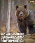 Случаев нападения медведей на людей в Чечне не зафиксировано, сообщил ИА «Чечня Сегодня» заместитель руководителя Управления охотничьего хозяйства Чеченской Республики Адам Абубакиров